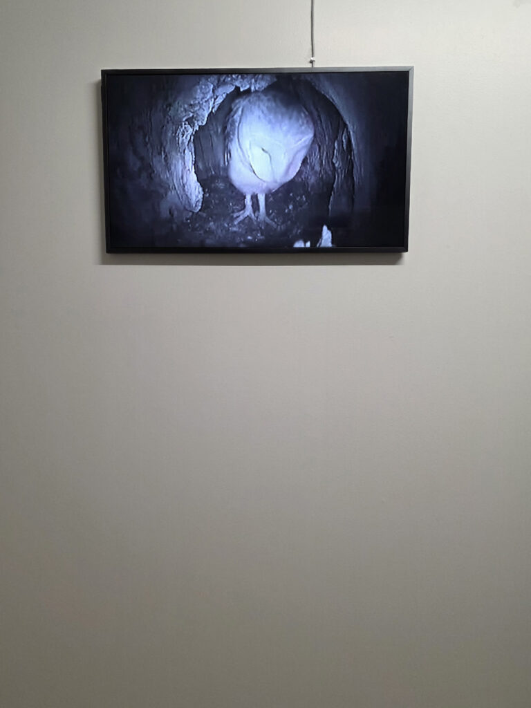 owl in its cave. an observation cam loop by david zehnder. owl in its cave. an observation cam loop by david zehnder.