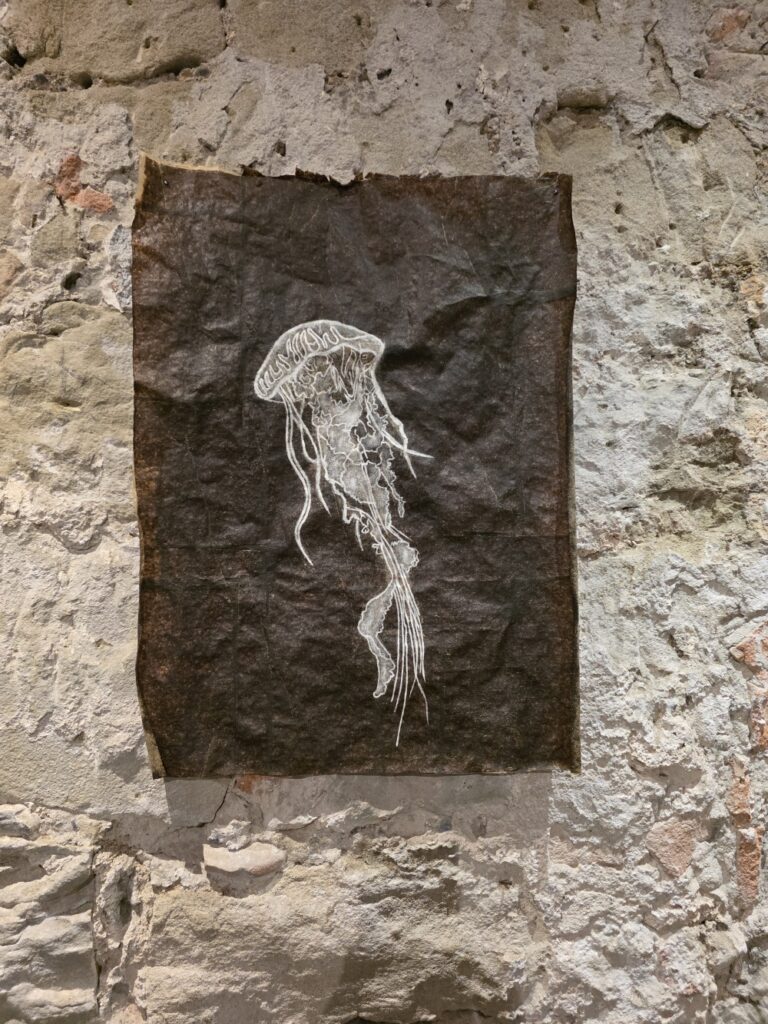 qualle, öl auf algenblatt (thomas blaser)