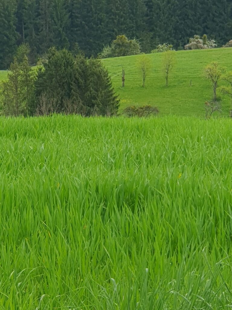 Schwäbische Landschaft im April. Fotobeigabe der FRS-Sendeautomation 20260613 von Hans Pelzers Musiksendung Kronen Moven